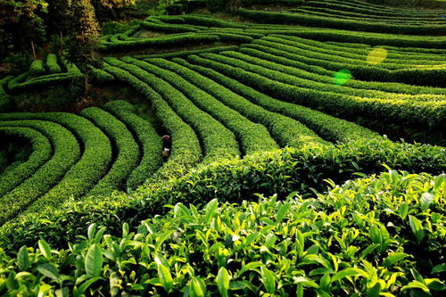 獨家訪談 筠連縣縣長劉朝平 推進筠連縣特色農(nóng)業(yè)向品質(zhì)農(nóng)業(yè)發(fā)展