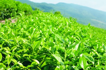 有機(jī)茶品牌